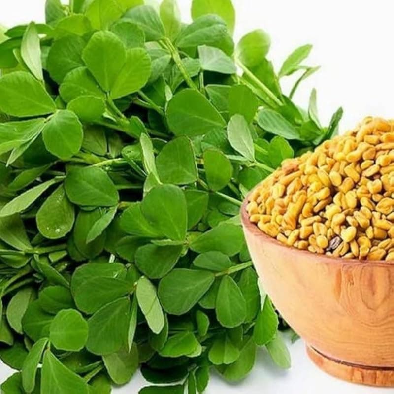 Methi (Fenugreek)