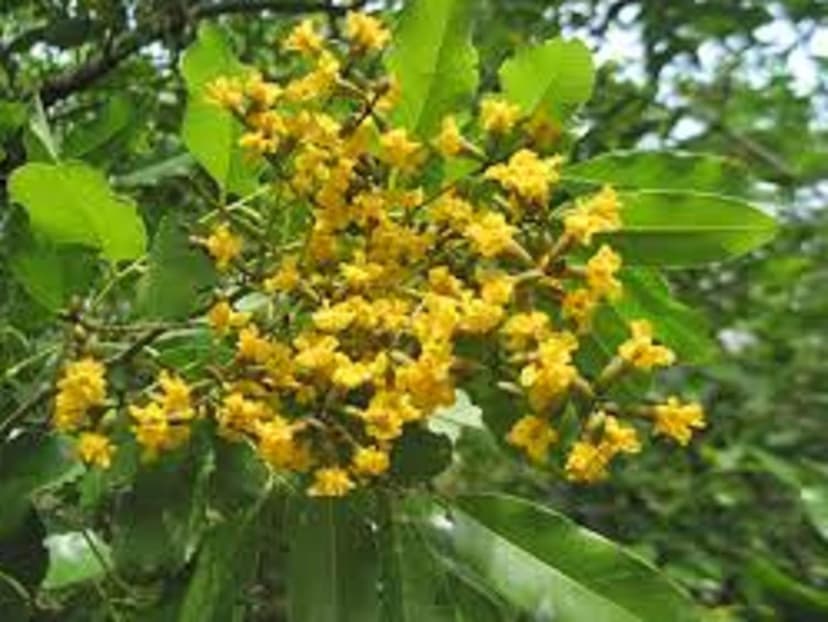 Vijaysar (Pterocarpus marsupium)